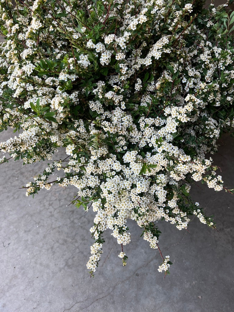 Spiraea nipponica 'June Bride'