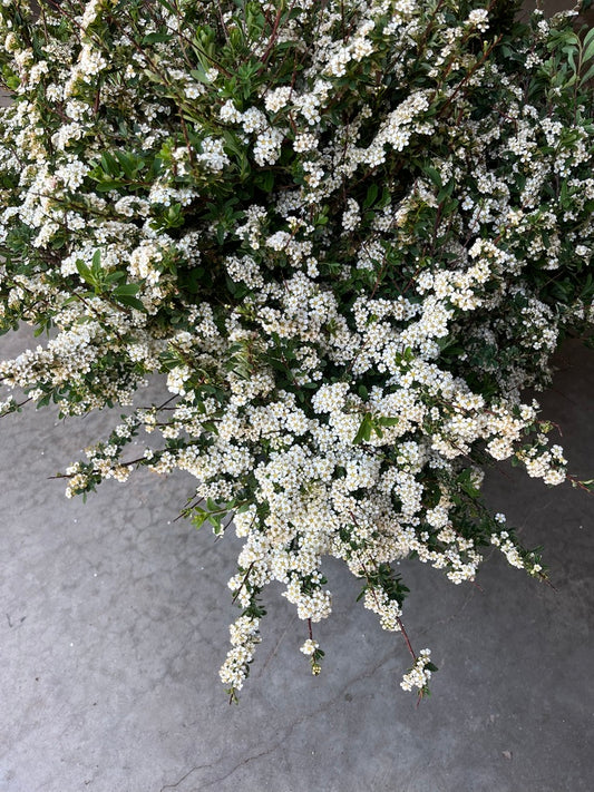 Spiraea nipponica 'June Bride'