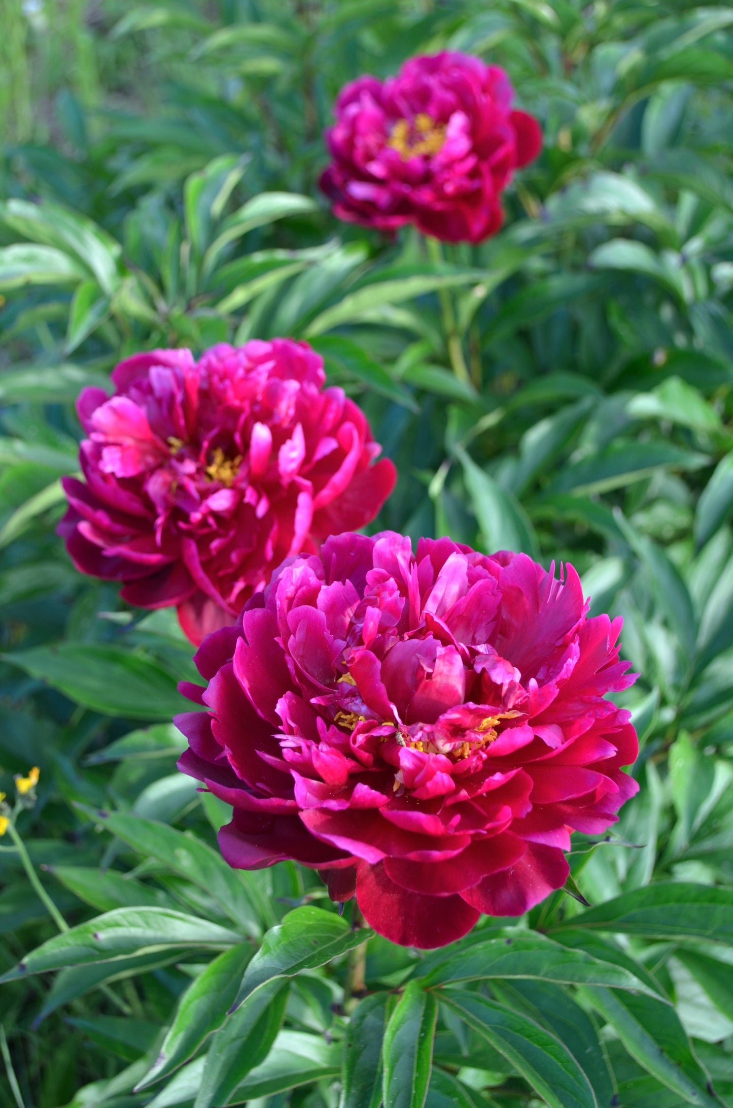 Peony Bare Root - 'Peter Brand'