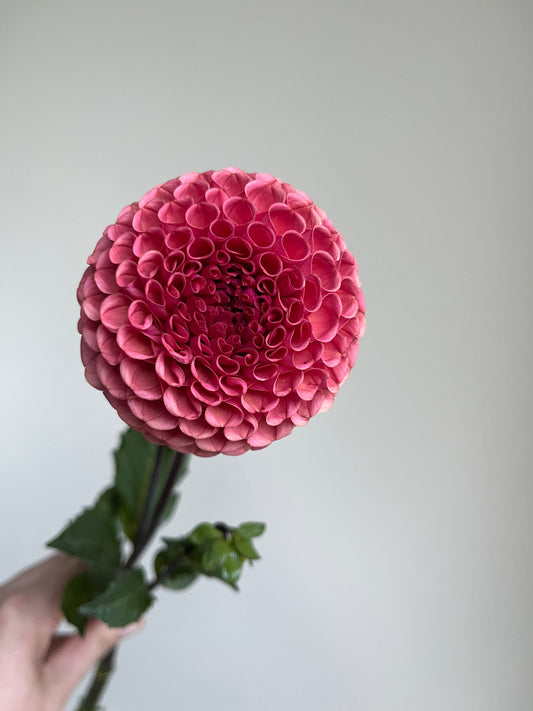 RC- Dahlia 'Ferncliff Rusty' (1 plant)