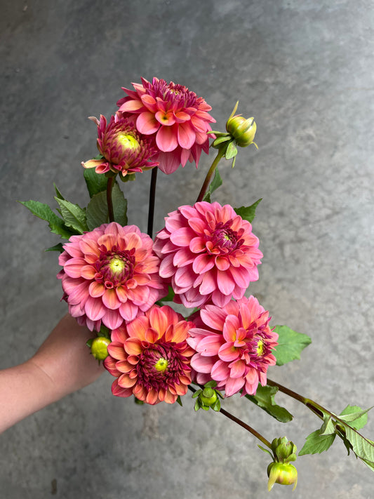 RC- Dahlia 'Iced Tea'  (4 pack)