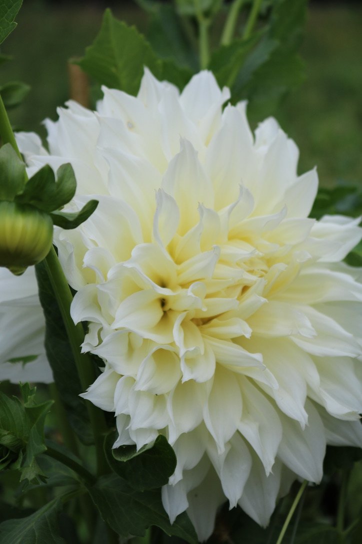 Dahlia Tuber 'Fleurel'