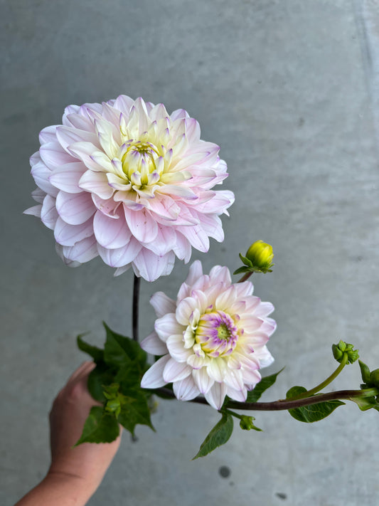 RC- Dahlia 'Silver Years'  (4 pack)