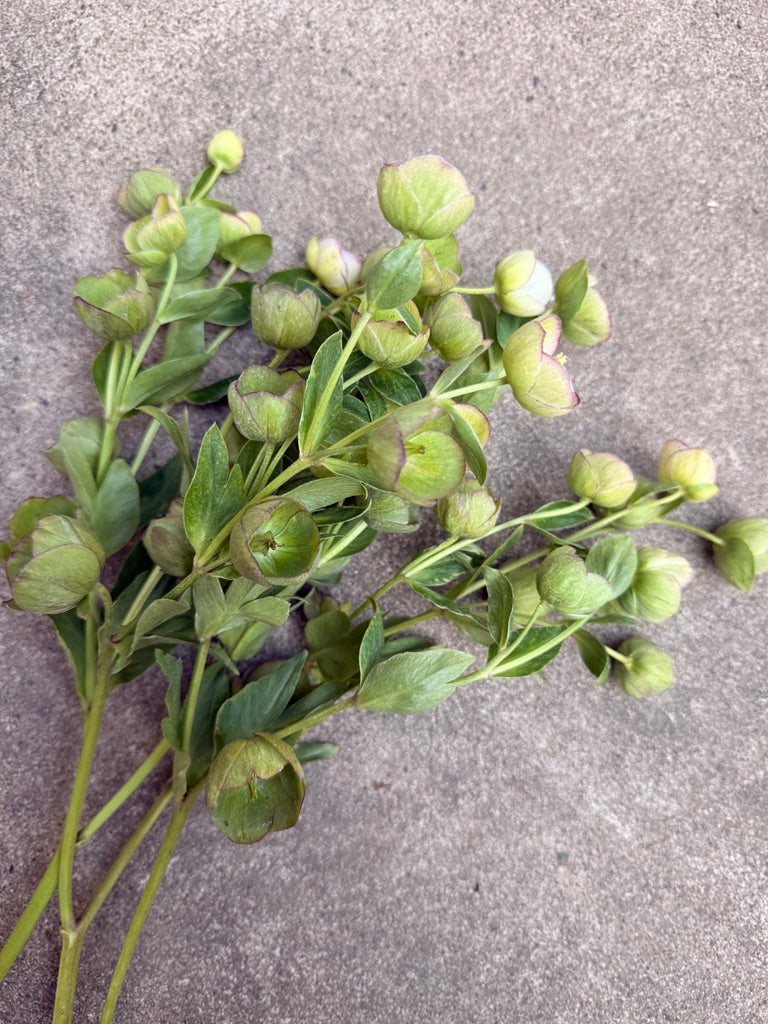 Helleborus hybrid JWLS 'Dacaya'