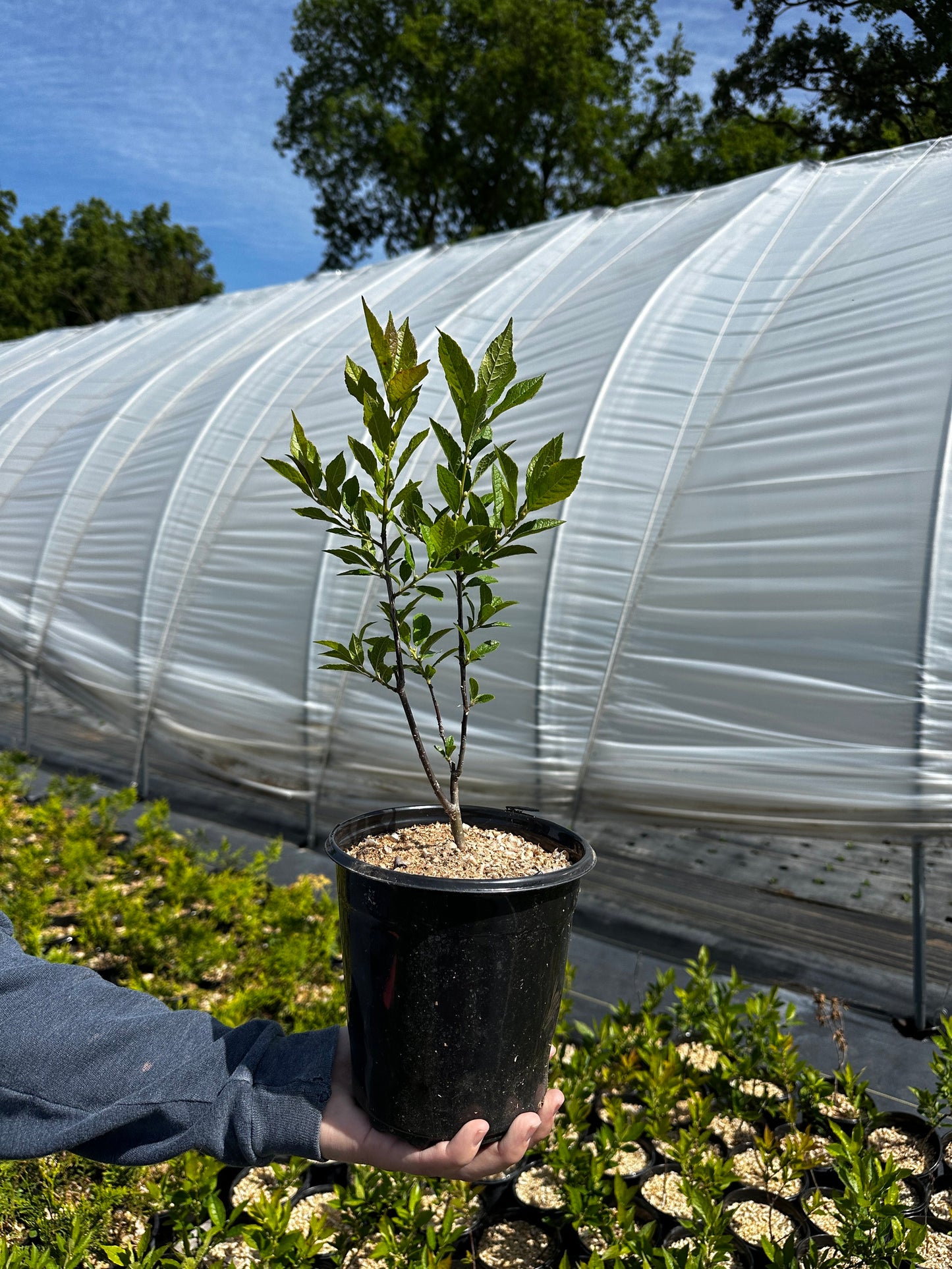 Ilex verticillata 'Winter Red' and 'Southern Gentleman', lot of 6 (5 winter red/1 southern gentleman