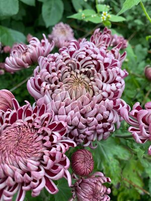 RC- Heirloom Chrysanthemum 'Moira'