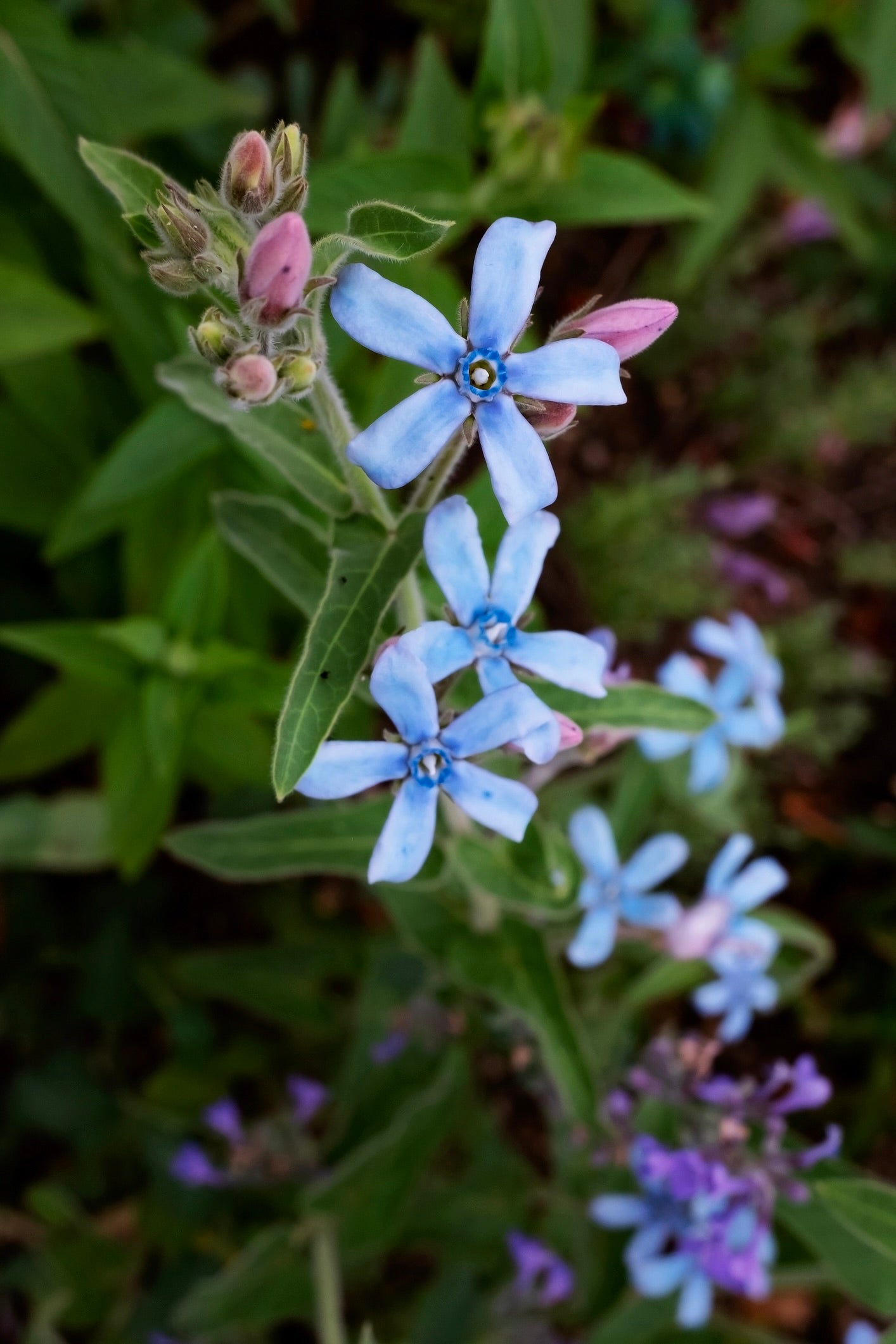Tweedia 'Heavenly Blue'