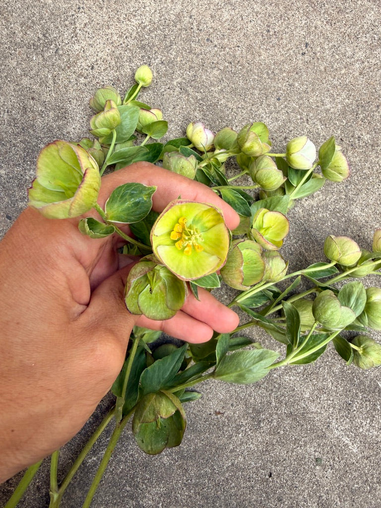 Helleborus hybrid JWLS 'Dacaya'