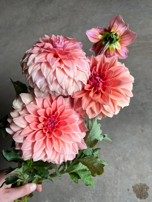 URC Bulk - Dahlia 'Hillside Dusk' (50 ct)