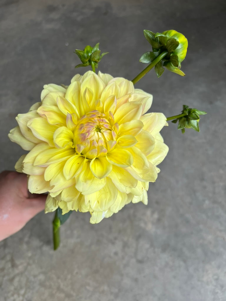 URC Bulk - Dahlia 'Wyn's New Pastel' (50 ct)