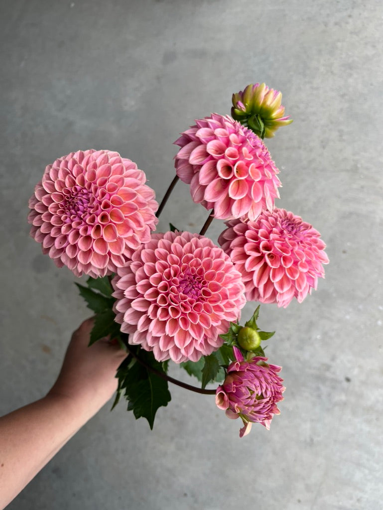 RC- Dahlia 'Bracken Rose'  (1 plant)