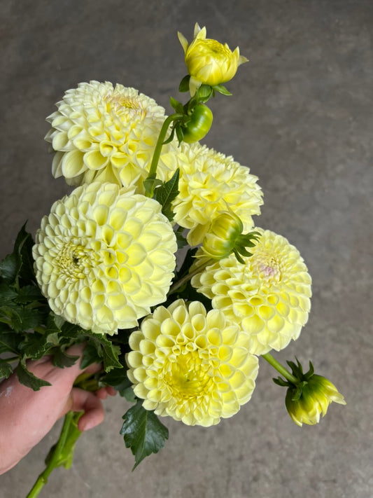 URC Bulk - Dahlia 'MM Buttercream' (50 ct)