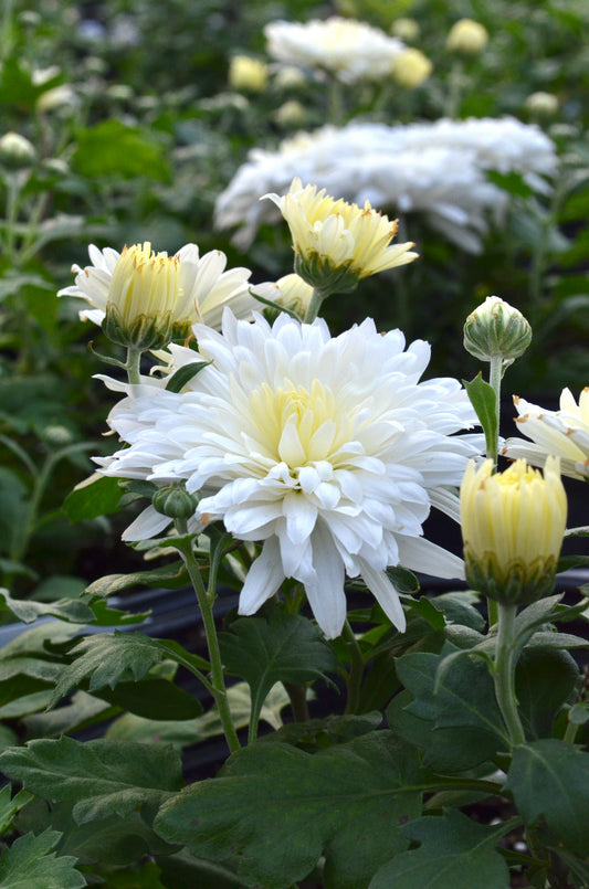 RC- Chrysanthemum 'Bridal White' (4 pack)