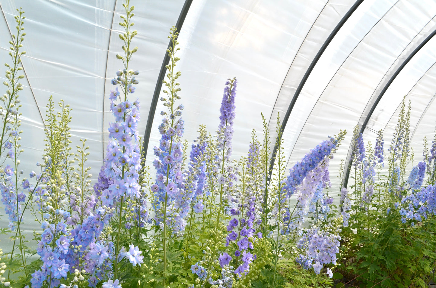 Delphinium 'Guardian Lavender'