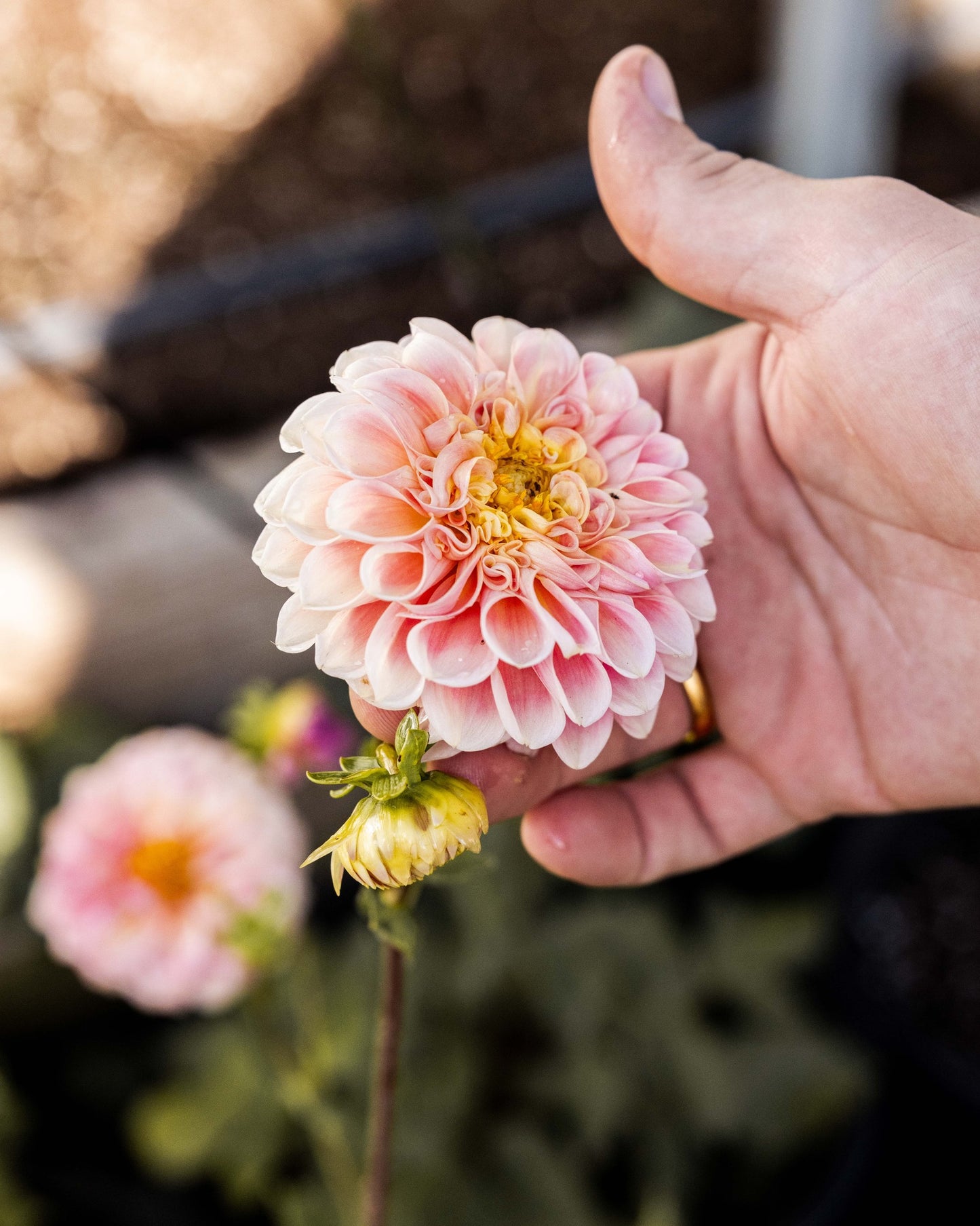 RC- Dahlia 'Crichton Honey'  (4 pack)