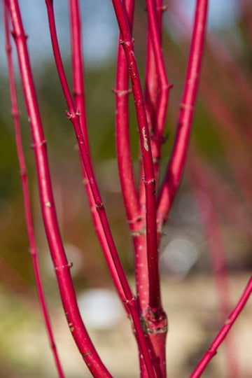 Quart - Cornus sericea 'Baileyi'