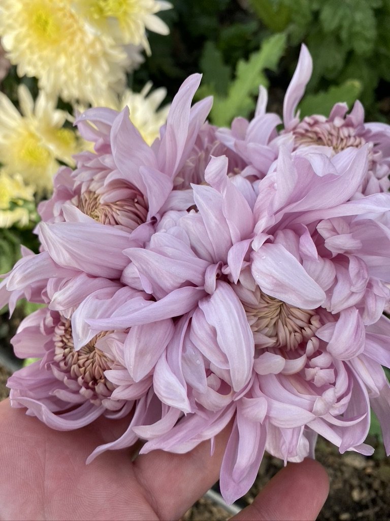 RC- Heirloom Chrysanthemum 'Alexis'