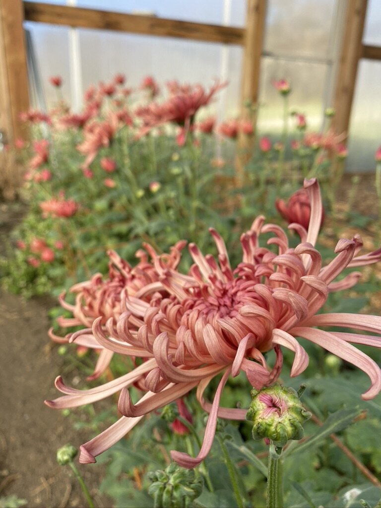 RC- Heirloom Chrysanthemum 'Evening Glow'