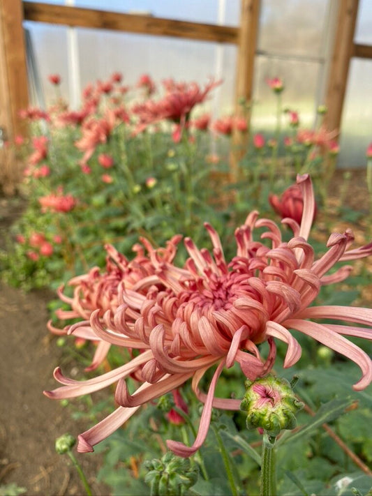 RC- Heirloom Chrysanthemum 'Evening Glow'