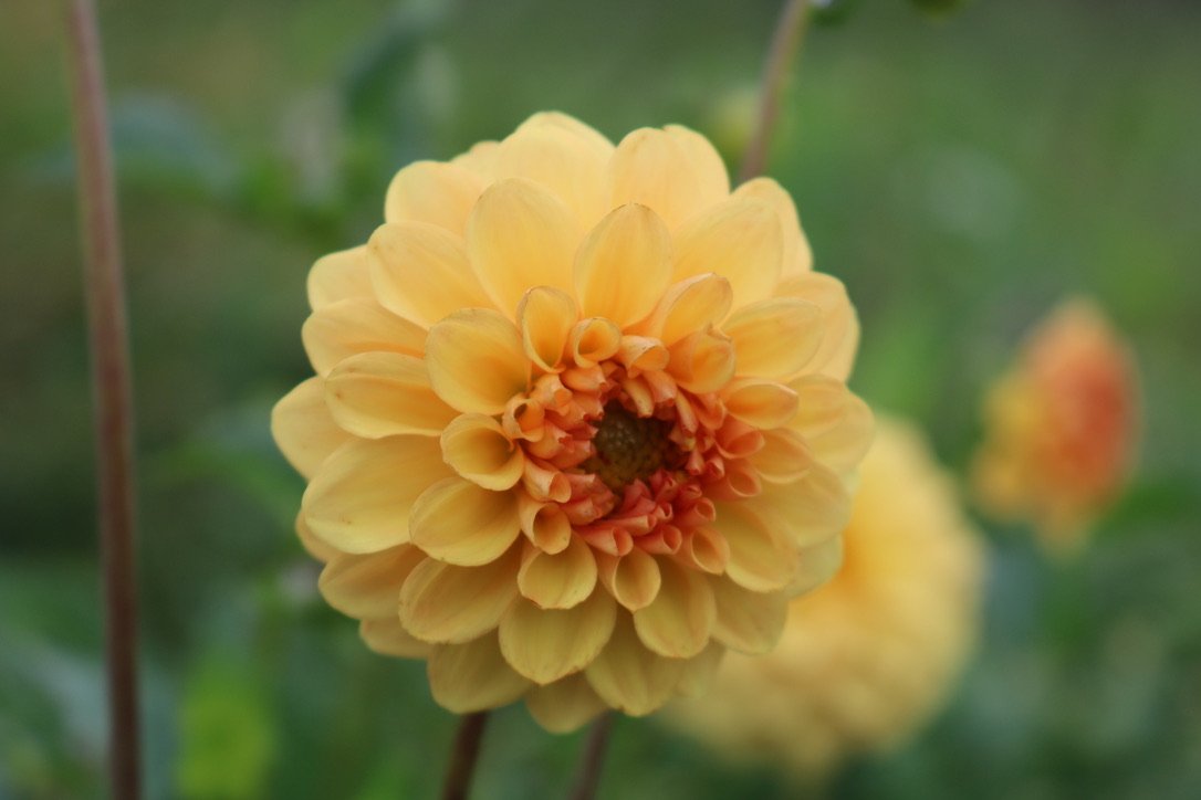 RC- Dahlia 'Golden Scepter'