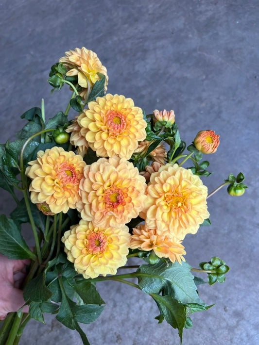 URC 'Golden Sceptor' Dahlia 10 Cuttings