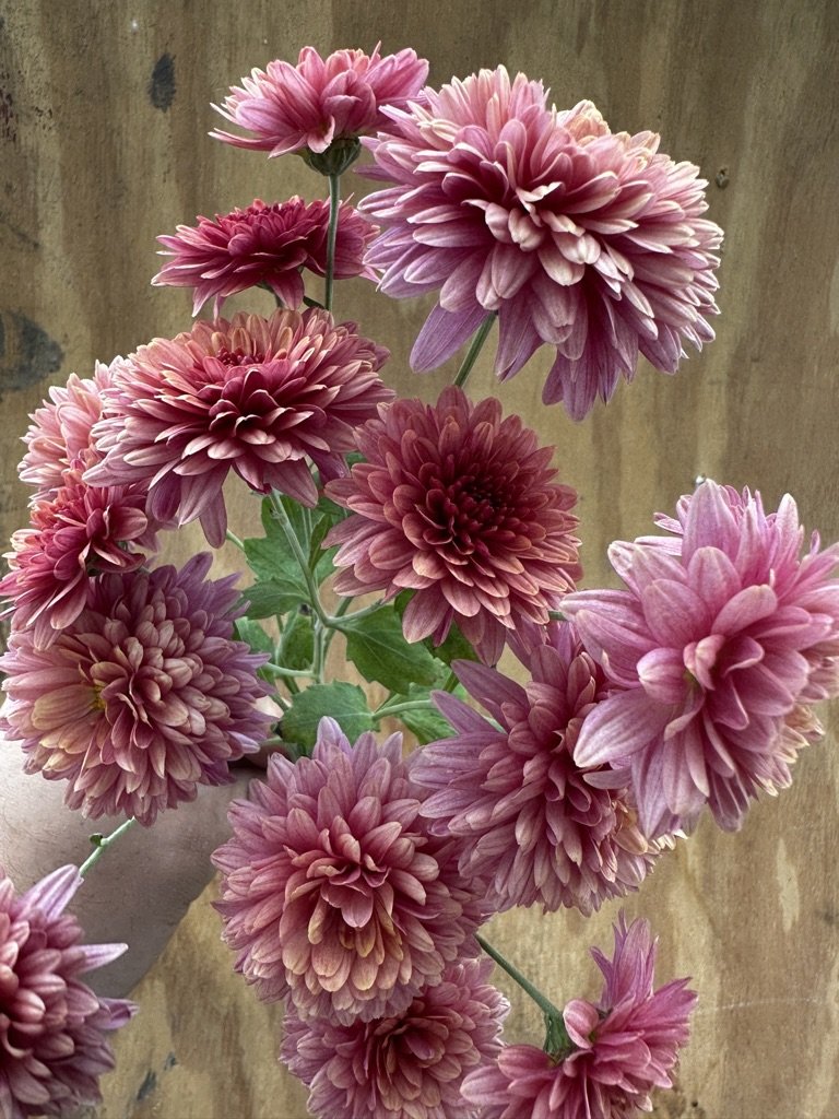 RC- Chrysanthemum 'Royal Glamour' (4 pack)