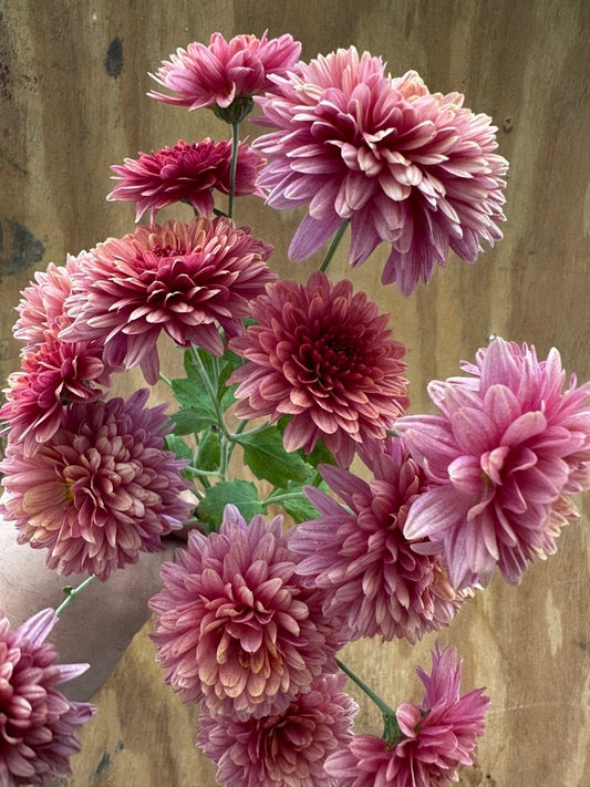 RC- Heirloom Chrysanthemum 'Royal Glamour'