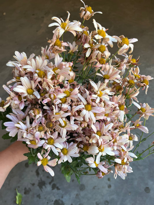 RC- Chrysanthemum 'Peaches And Cream' (4 pack)