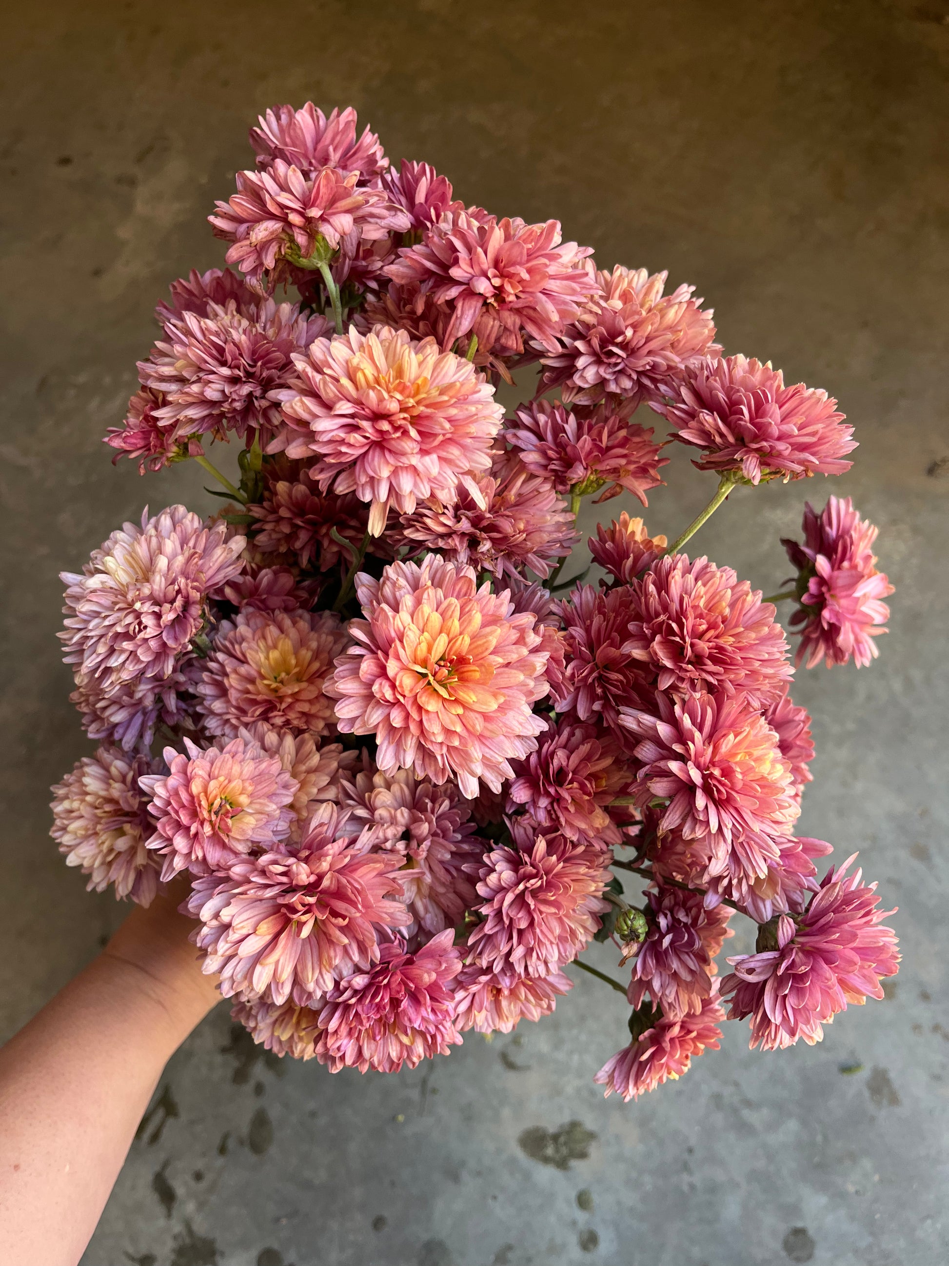 Royal Glamour Raspberry RC- Chrysanthemum 'Royal Glamour' (4 pack) – Clara Joyce Flowers