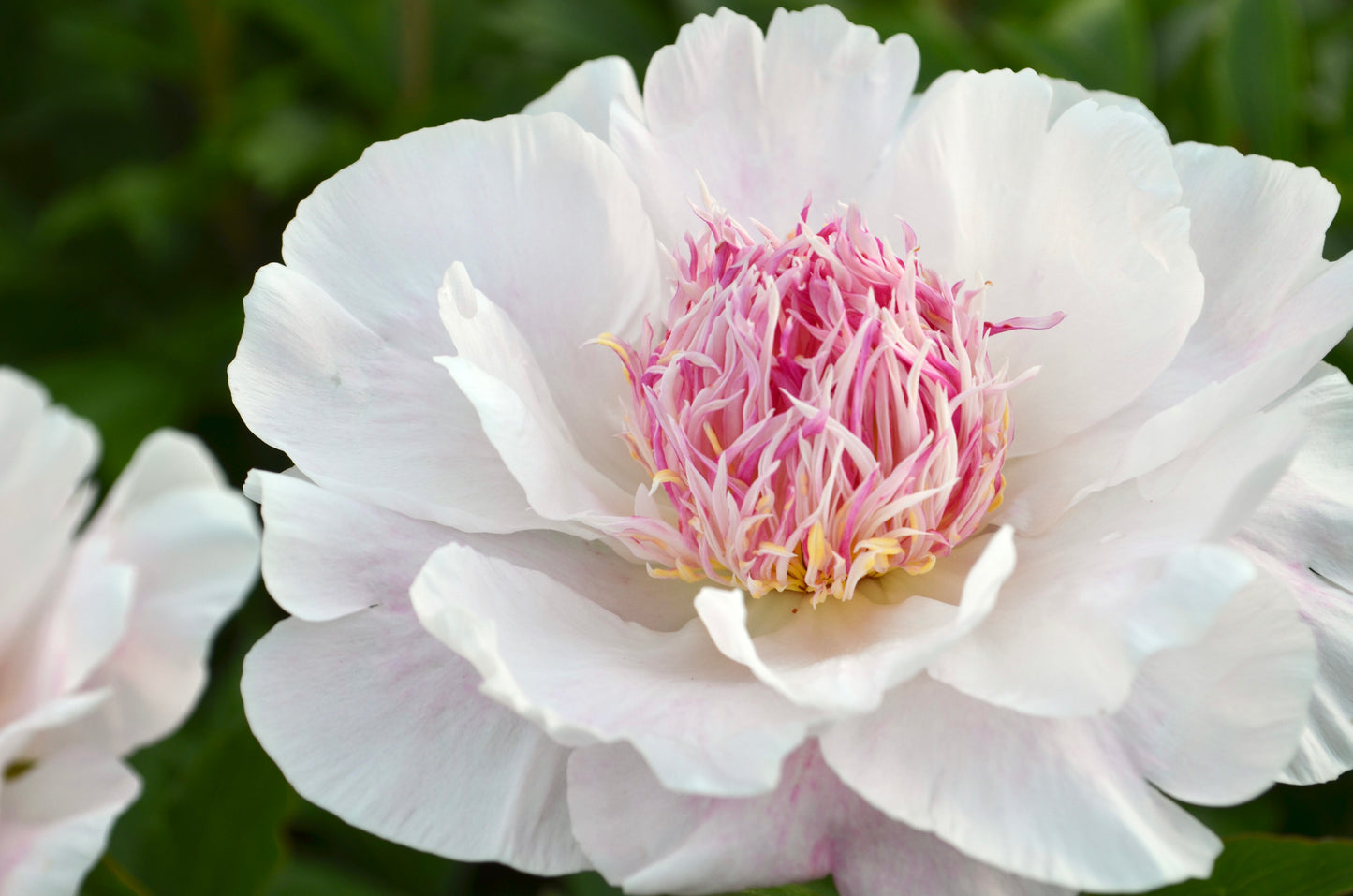 Peony Bare Root - 'Do Tell'