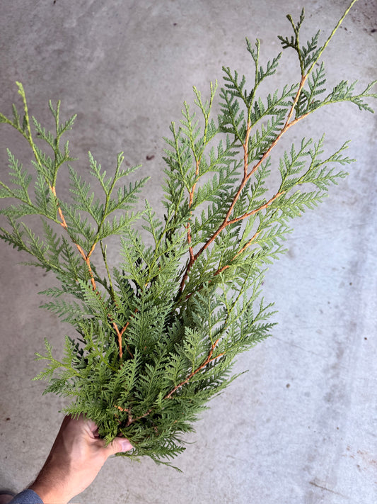 Bare Root - Thuja 'Techny' (10 ct)