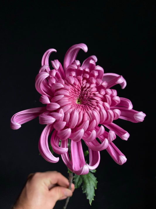 URC Bulk - Chrysanthemum 'Jefferson Park' (50 ct)
