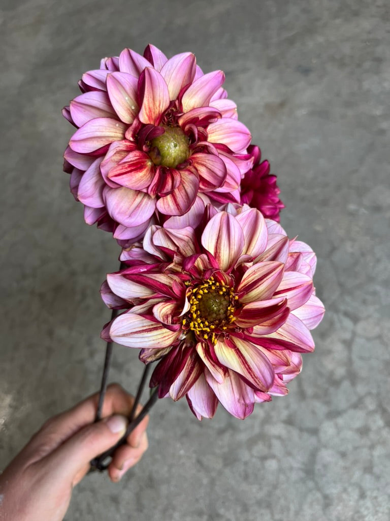 RC- Dahlia 'Seniors Hope'  (4 pack)