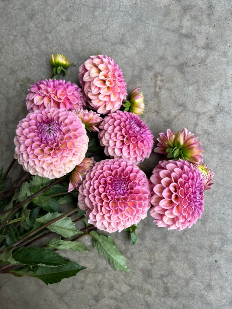 RC- Dahlia 'Bracken Rose'  (1 plant)