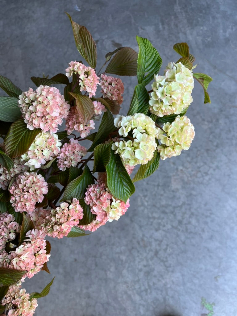 Bare Root Shrub - Viburnum 'Mary Milton' (10 ct)