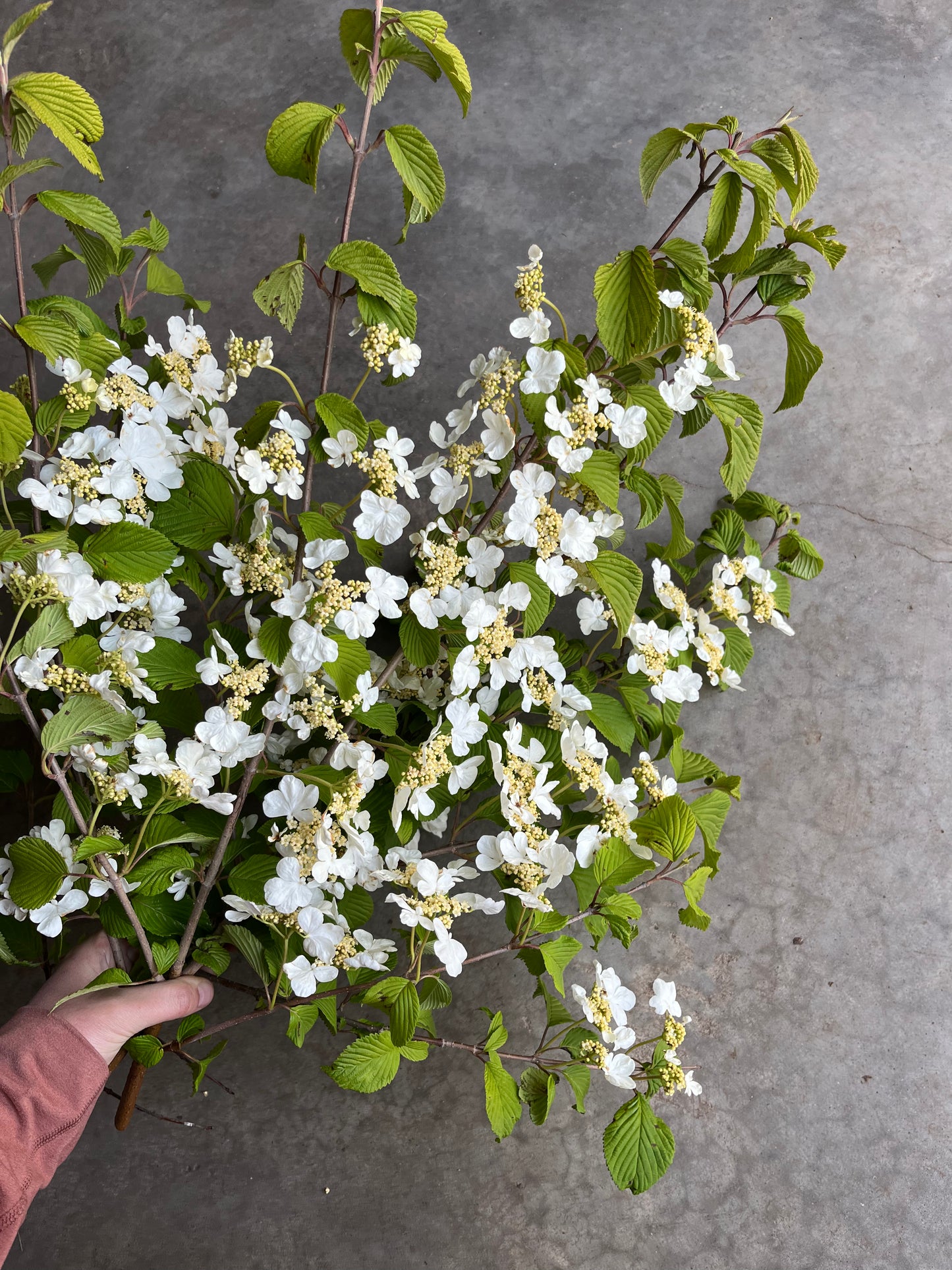 Bare Root Shrub - Viburnum 'Mariesii' (10 ct)