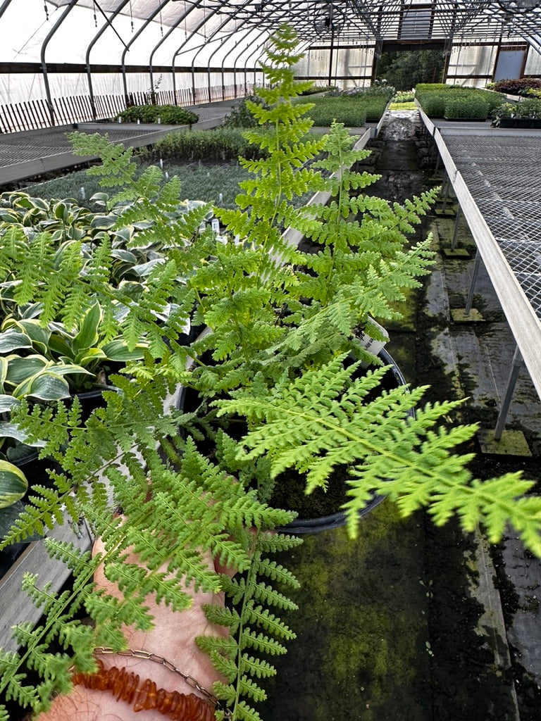 Fern 'Lady' 3 Plants