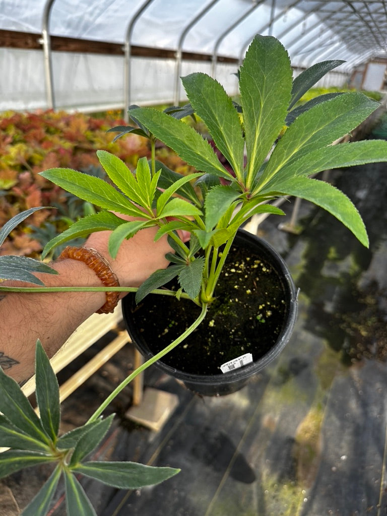 Hellebore 'Dacaya' 3 Plants