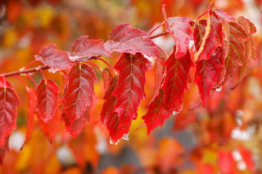 Quart - Acer ginnala 'Flame Amur'