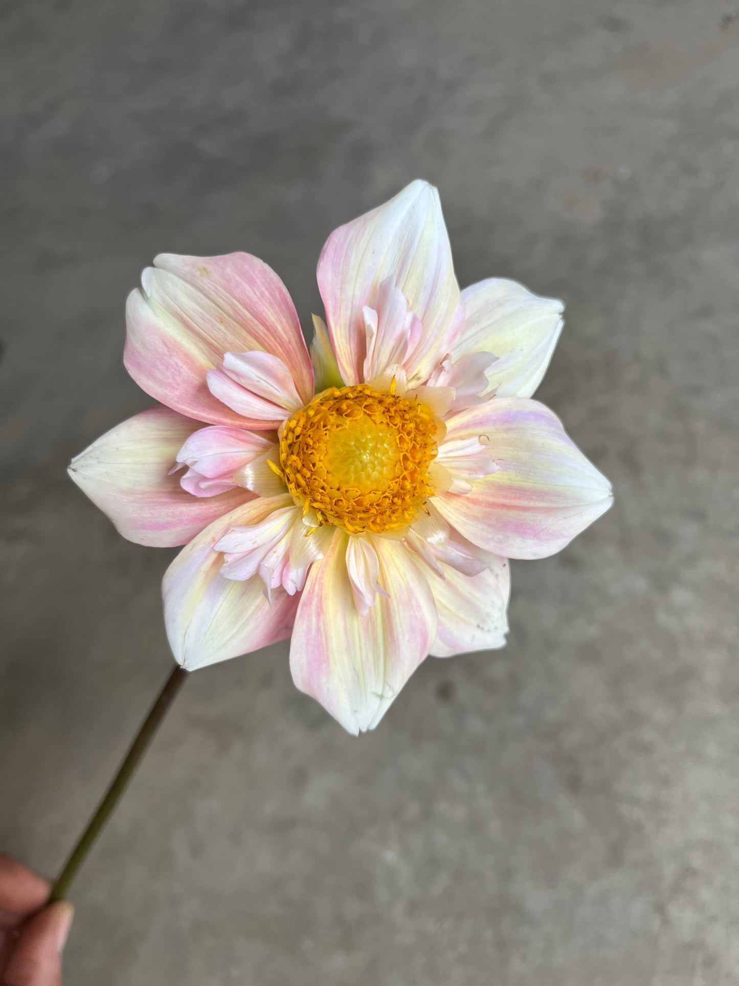 RC- Dahlia 'Appleblossom'  (4 pack)