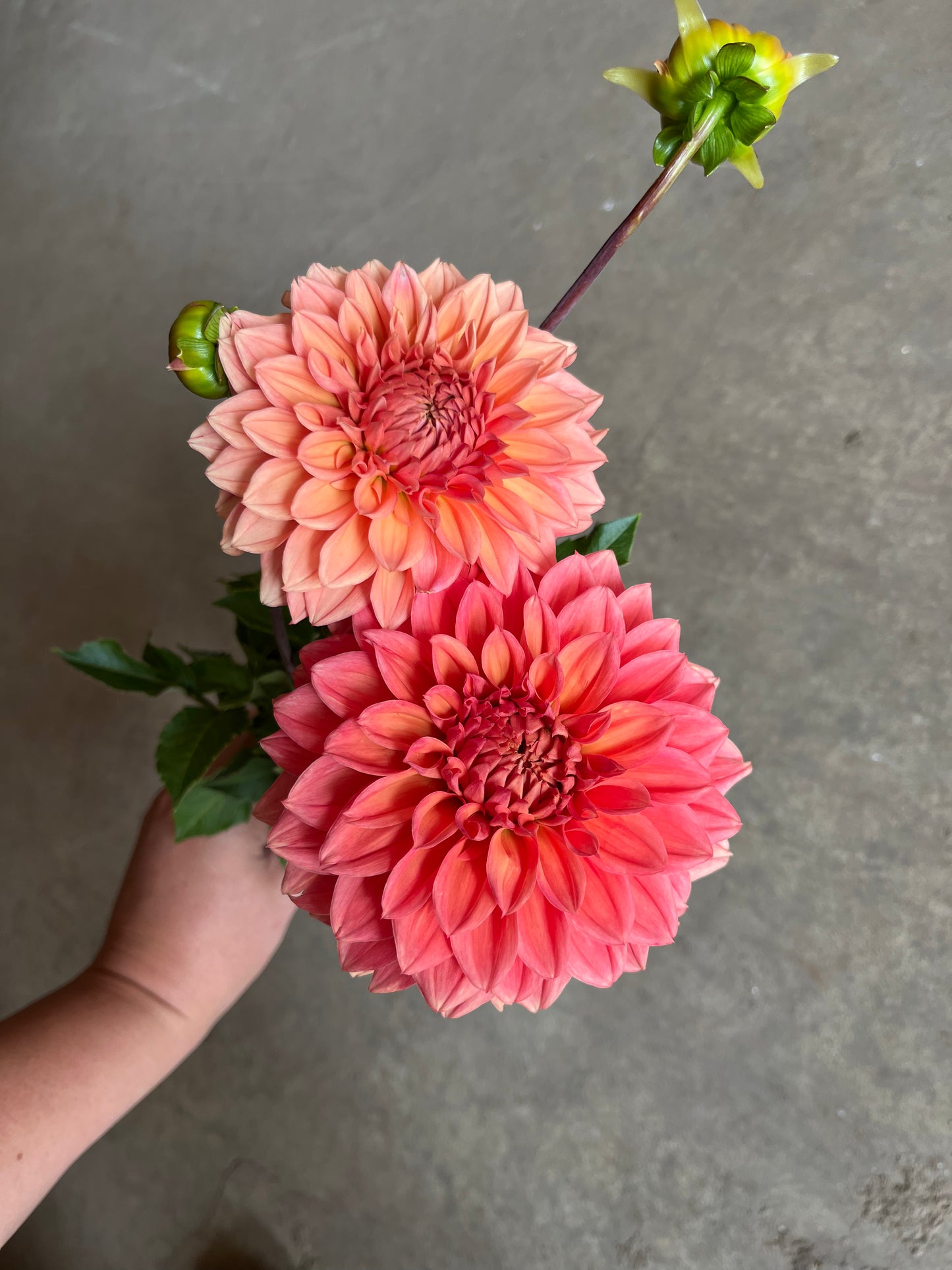 RC- Dahlia 'Country Rose'  (1 plant)