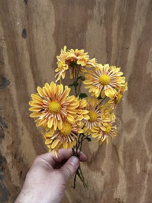 RC- Heirloom Chrysanthemum 'Starlet'