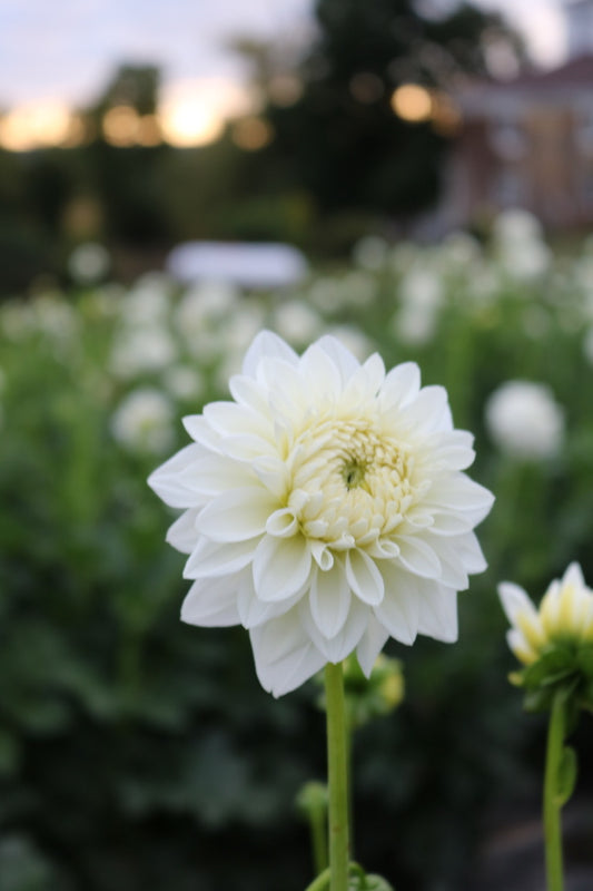 Bulk Dahlia Tuber 'Blizzard'