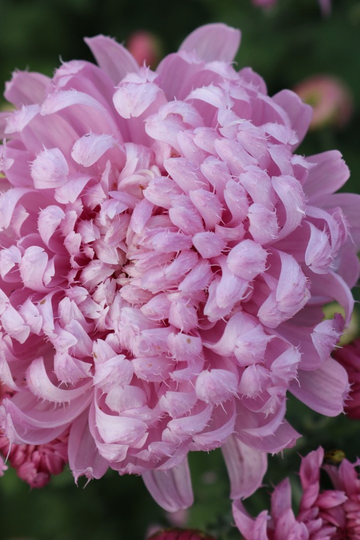 RC- Heirloom Chrysanthemum 'Gertrude'