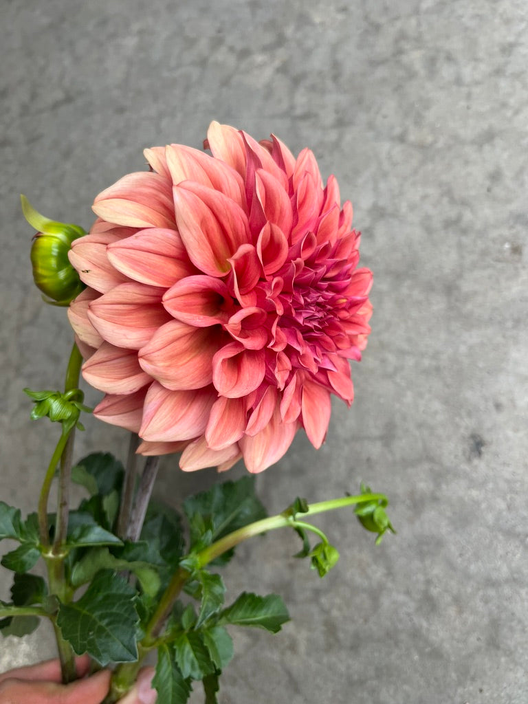 RC- Dahlia 'Orange Globe' (4 pack)
