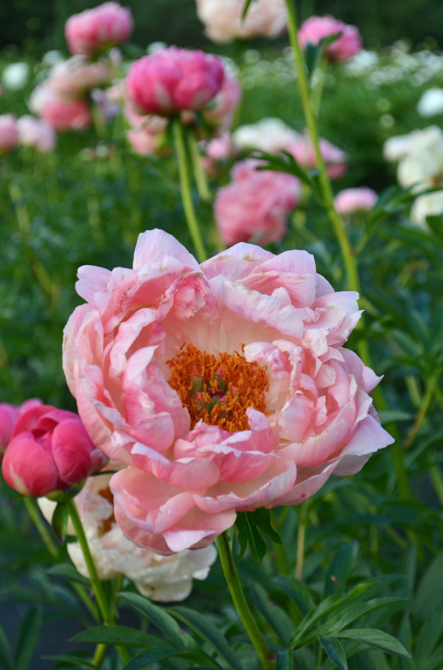 Peony Bare Root - 'Coral Sunset'