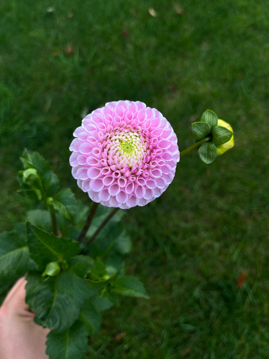 RC- Dahlia 'Fifi' (1 plant)