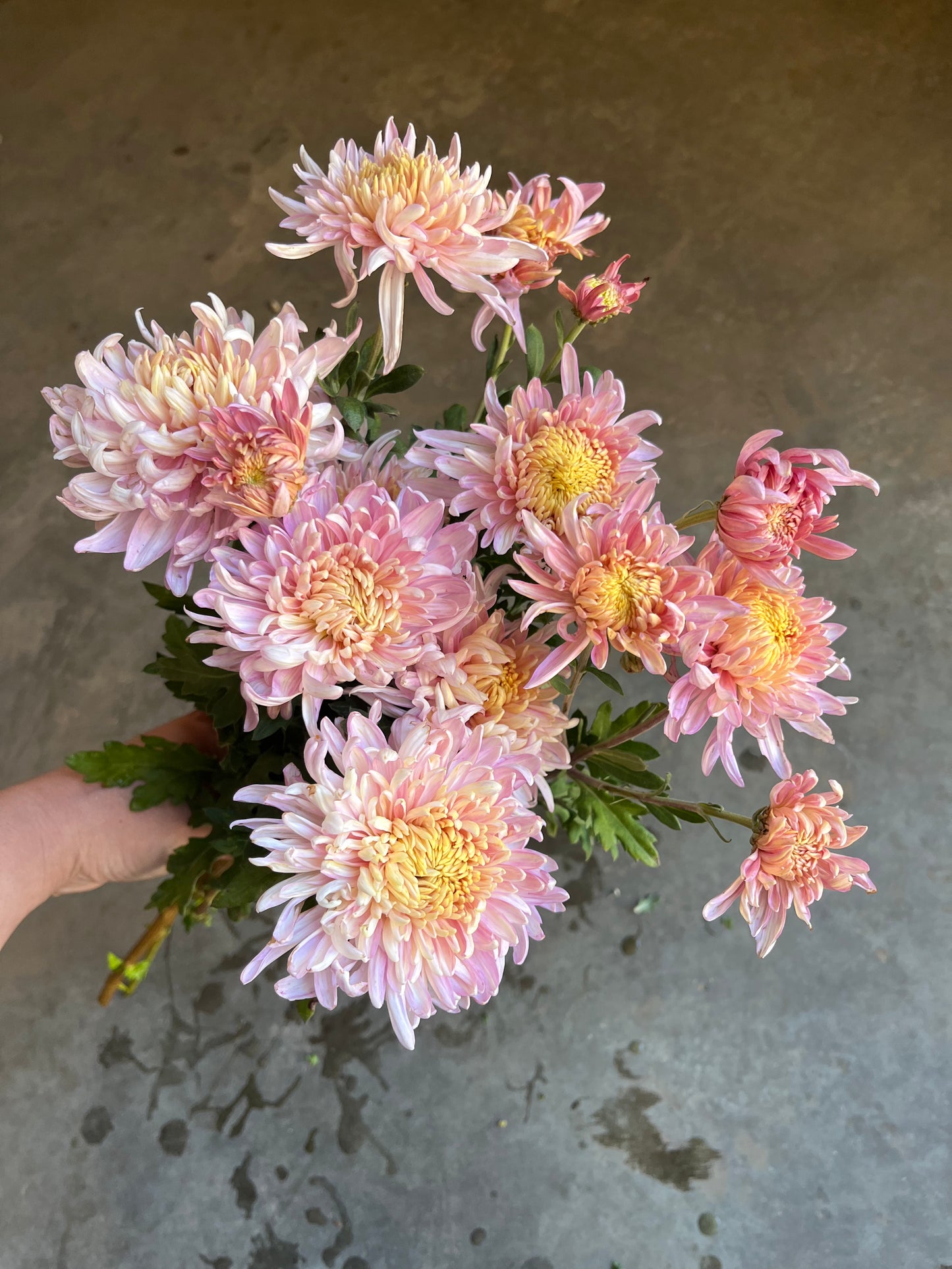 RC- Chrysanthemum 'Savanna Charlton' (4 pack)