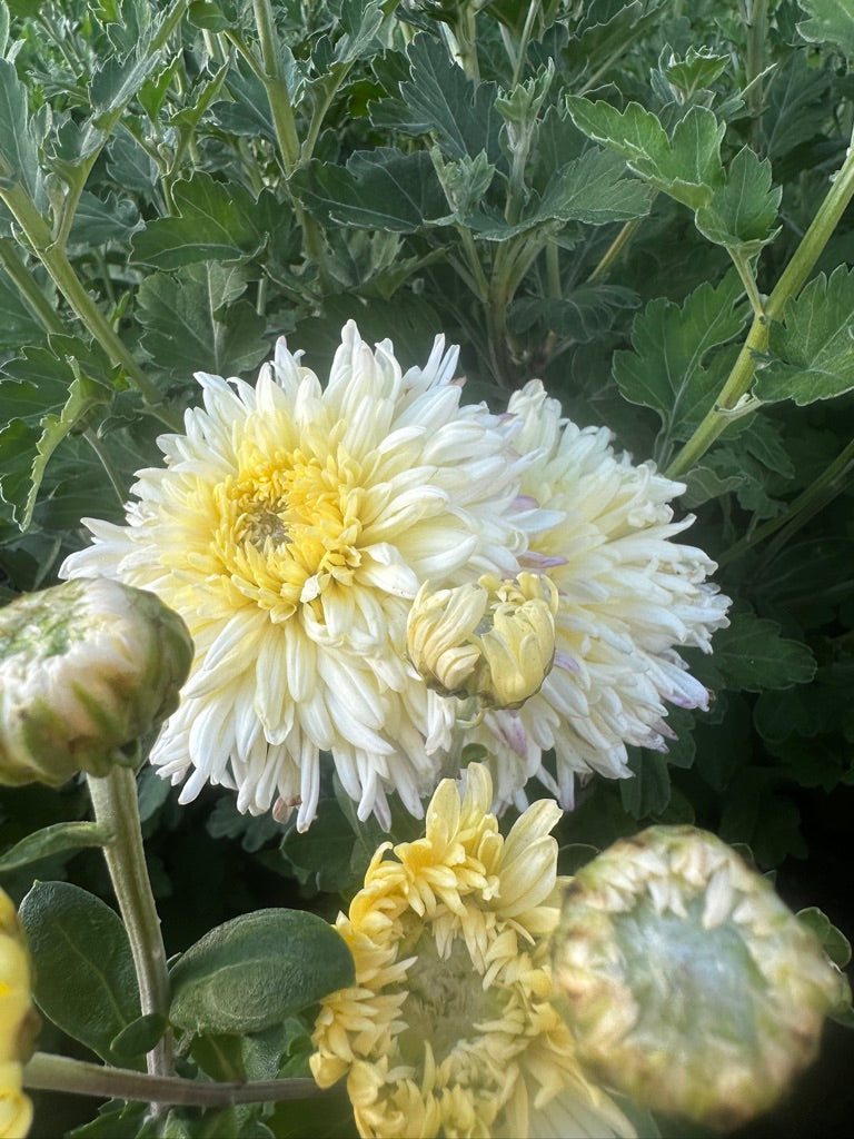 RC- Heirloom Chrysanthemum 'French Vanilla'