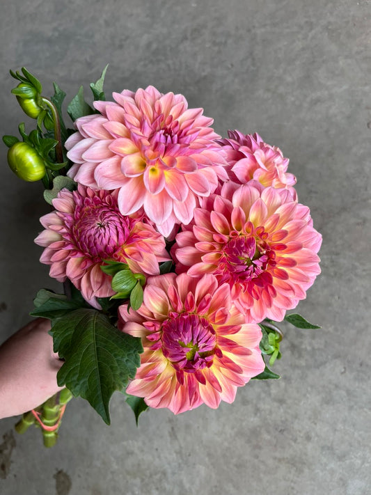 RC- Dahlia 'Bloomquist Alan' (1 plant)